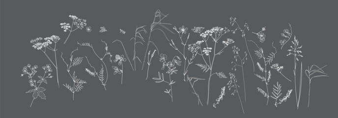 Field flowers and grasses, line drawing. Vector illustration