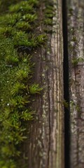 moss at wood background