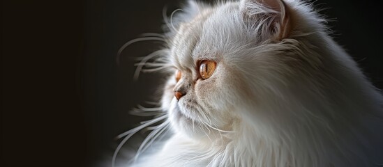 Profile of an Exotic Persian Cat: Embracing the Elegance of a Exotic Persian Cat's Profile