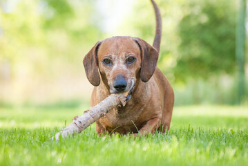 brown puppy dachshund playing in the park with ball and stick