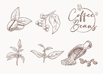 Hand drawn coffee beans and plant sketch set