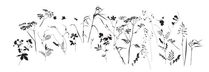 Field flowers and grasses, line drawing. Vector illustration	