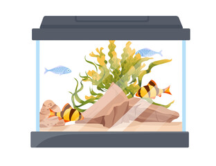 Rectangular glass aquarium with fishes grass stones and decorative items vector illustration isolated on white background