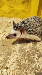 hedgehog on the ground