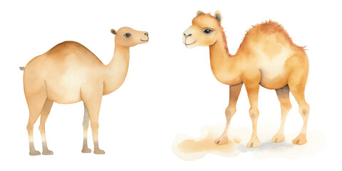 cute camel vector watercolor illustration