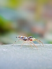 spider 
