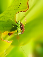 grasshopper eating breakfast 