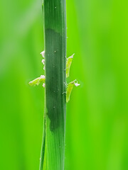 green grasshopper baby on a green leaf