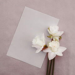 romantic card with a bouquet of tender spring white daffodils close-up