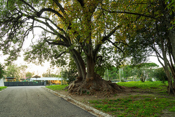 evergreen tree, Ombú (Phytolacca dioica) in Lisbon, Portugal