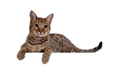 Beautiful golden brown spotted young adult cat, laying down side ways. Looking beside camera with big eyes. Isolated cutout on transparent background. Paws over edge.