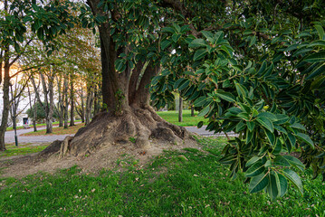 evergreen tree, Ombú (Phytolacca dioica) in Lisbon, Portugal