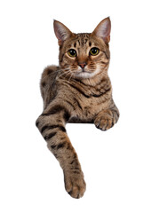 Beautiful golden brown spotted young adult cat, laying down facing front. Looking beside camera with big eyes. Isolated cutout on transparent background. Paws hanging down from over edge.