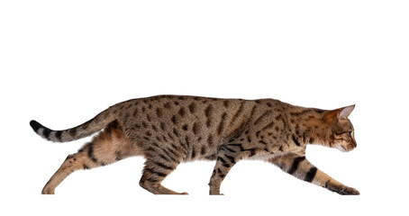 Beautiful golden brown spotted young adult cat, walking side ways. Looking straight ahead in huntin modus. Isolated cutout on transparent background.