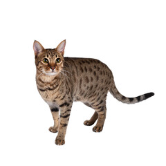 Beautiful golden brown spotted young adult cat, standing side ways . Looking up and beside camera with big eyes. Isolated cutout on transparent background.