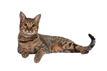 Beautiful golden brown spotted young adult cat, laying down side ways. Looking beside camera with big eyes. Isolated cutout on transparent background. Paws over edge.