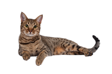 Beautiful golden brown spotted young adult cat, laying down side ways. Looking beside camera with big eyes. Isolated cutout on transparent background. Paws over edge.