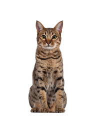 Beautiful golden brown spotted young adult cat, sitting facing front. Looking at camera with big eyes. Isolated cutout on transparent background.