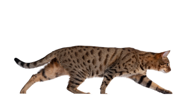 Beautiful golden brown spotted young adult cat, walking side ways. Looking straight ahead in huntin modus. Isolated cutout on transparent background.