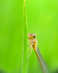 close up of a dragonfly beautiful eyes 