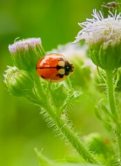 ladybird on a green leaf