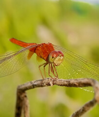 close up of a dragonfly
