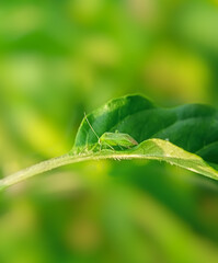 Macrolophus caliginosus
Insect