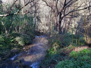 stream in the forest