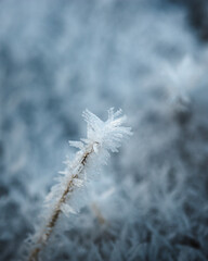 Frozen snow texture on dry branch