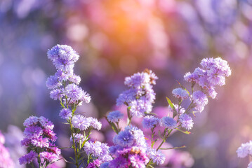 Purple Pastel margaret flower floral soft nature blossom blurred background. Pastel violet romance...