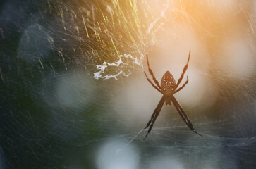 Banner Spider web poisonous animal beauty in nature with copy space. Panorama Black spider netting silk web spiral in sunlight summer vibrant color. Poison animal wildlife green nature backgrounds