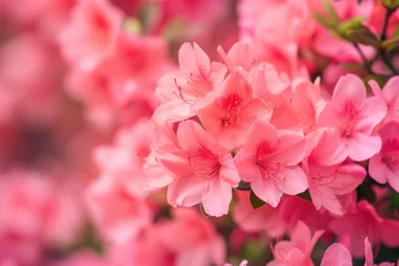 Wandcirkels tuinposter close-up of a blooming azalea bush, its flowers a vibrant shade of pink © Formoney