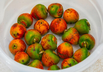Rare and exotic fruit of the peach palm (Bactris gasipaes), typical fruit of the Brazilian tropical forests, Amazonas, Pará, Rondônia and Acre