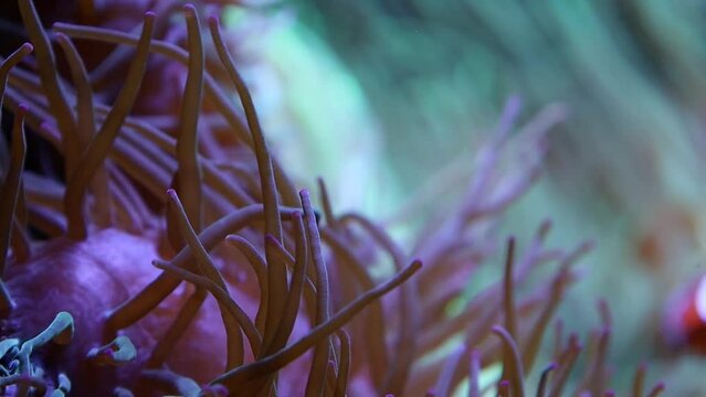 Clownfish swimming among toxic anemones
