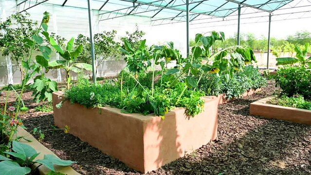 Organic Farming in United Arab Emirates
