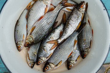 Freshly caught fish, roach, in a bowl. Close-up view from above
