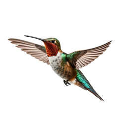 Fototapeta premium hummingbird in flight