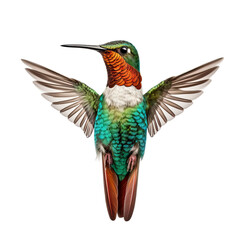 Fototapeta premium hummingbird isolated on white background