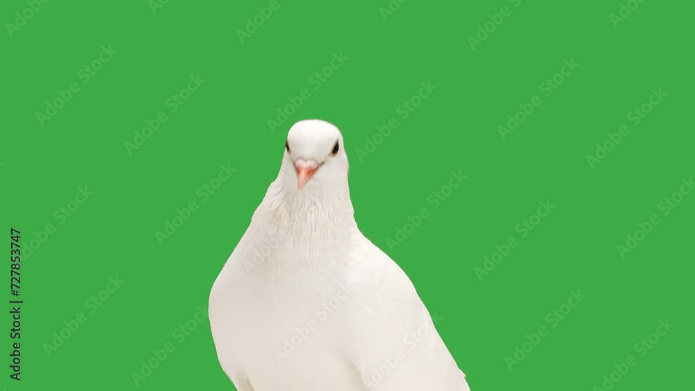 Wall mural singing dove on green screen