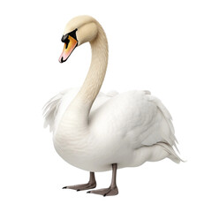 Fototapeta premium white swan isolated on white