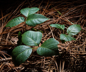 Poison ivy growing in a dark woodland