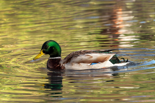 Mallard duck (Tadorna tadorna) bird which is a waterfowl dabbling species often found on wetland lakes, stock photo image