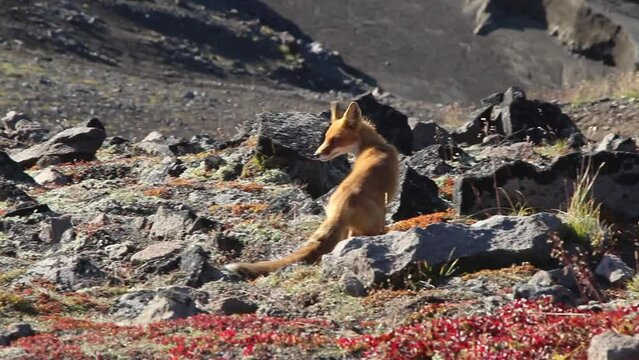Beautiful wild red fox (vulpes vulpes) walks on volcanic mountain slope with large stones in a sunny summed day. Real time handheld video. Beauty in nature theme.