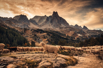 Flock of sheep walking through rock hill on pasture with Main De Crepin peak in Claree valley on...