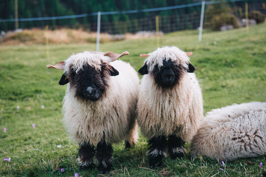 Valais Blacknose sheep whole wool in stall on hill among the Swiss Alps at countryside