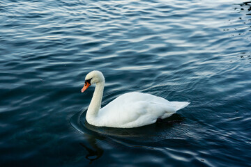 White swan floating on the lake