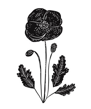 Illustrations black white images artline leaves photo tree flower 