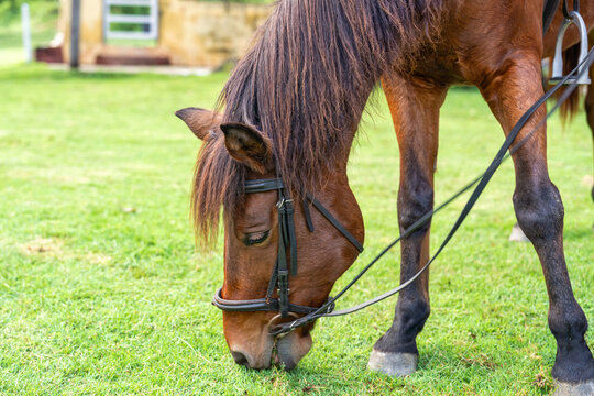 Young brown horse grazing on pasture at livestock