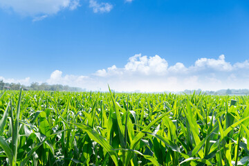 Landscape view of corn farms and green leaves can be seen all over the area. Under blue sky and white clouds.