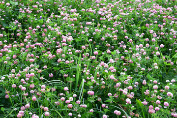 Obraz na płótnie Canvas field of blooming clovers isolated wallpaper 